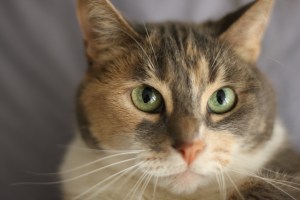 murphy cat  3-31-2008 5-34-50 PM