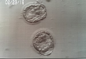 2 embryos